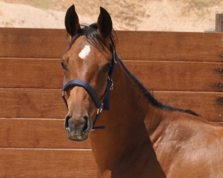horse